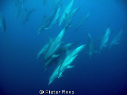 we where diving and suddenly very unusual a group of arou... by Pieter Roos 